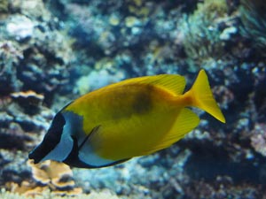 gelber Fisch